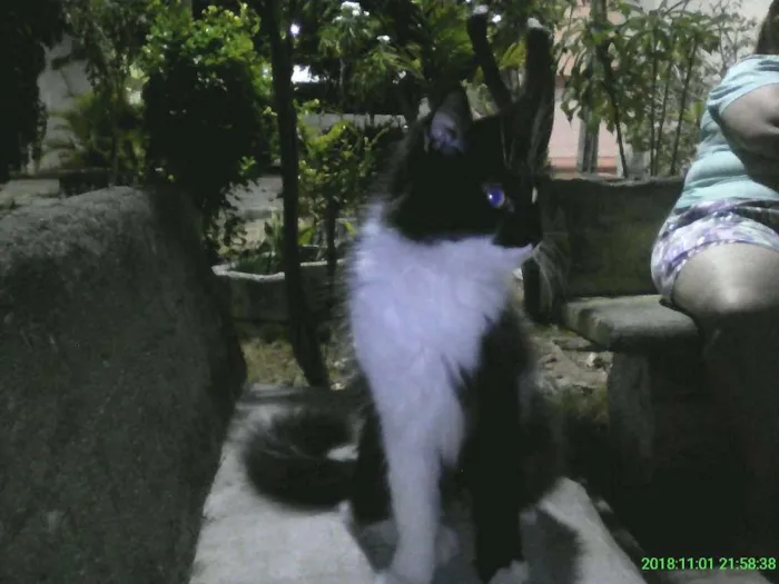 Gato ra a SRD idade 7 a 11 meses nome sem nome