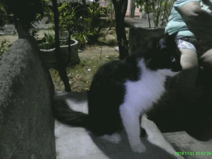 Gato ra a SRD idade 7 a 11 meses nome sem nome