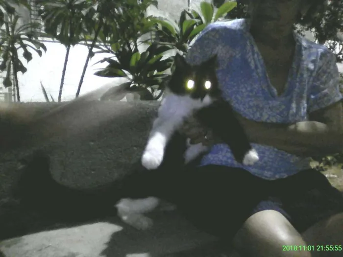 Gato ra a SRD idade 7 a 11 meses nome sem nome