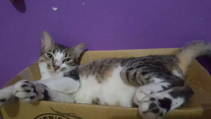 Gato ra a Sem raça definida idade 7 a 11 meses nome Simba