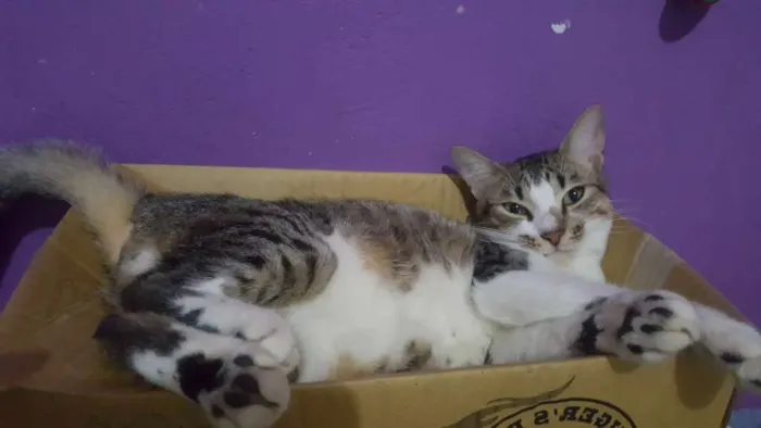 Gato ra a Sem raça definida idade 7 a 11 meses nome Simba