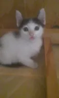 Gatos