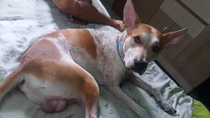 Cachorro raça Vira-lata  idade 2 anos nome Maillo