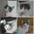Gatos