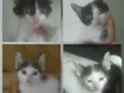 Gatos