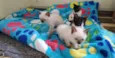 4 gatinhos