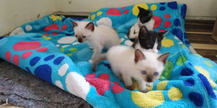 Gato raça 2 brancos e 2 preto e branco idade Abaixo de 2 meses nome 4 gatinhos