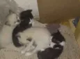 4 gatinhos