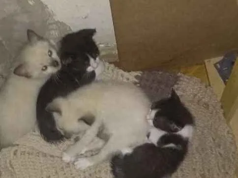 Gato raça 2 brancos e 2 preto e branco idade Abaixo de 2 meses nome 4 gatinhos