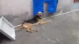 Zeus
