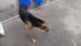 Zeus