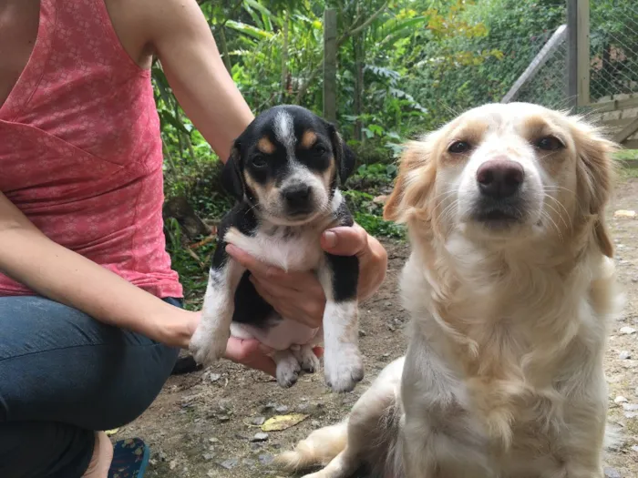 Cachorro ra a Sem Raça Definida idade Abaixo de 2 meses nome Afrodite