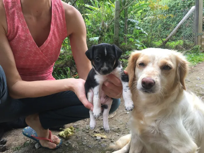Cachorro ra a Sem Raça Definida idade Abaixo de 2 meses nome Afrodite