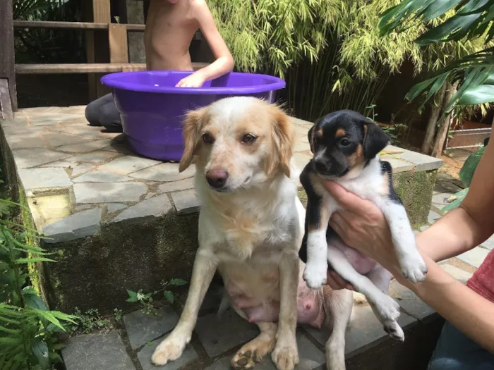 Cachorro ra a Sem Raça Definida idade Abaixo de 2 meses nome Afrodite