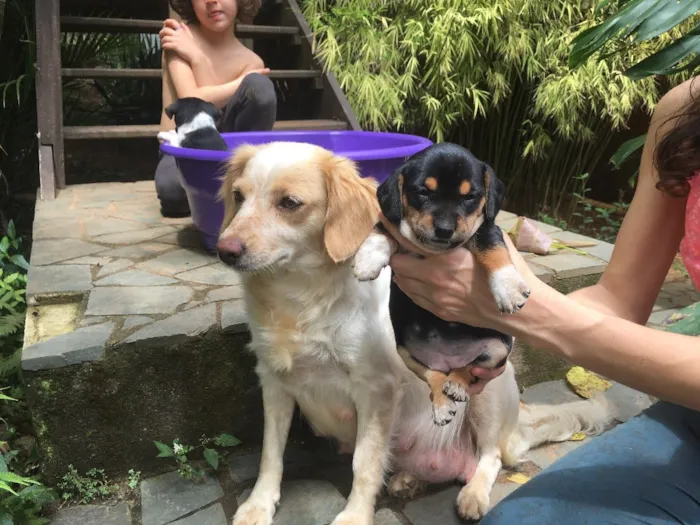 Cachorro ra a Sem Raça Definida idade Abaixo de 2 meses nome Afrodite