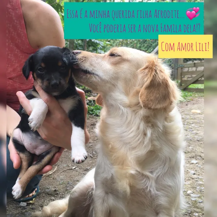 Cachorro ra a Sem Raça Definida idade Abaixo de 2 meses nome Afrodite