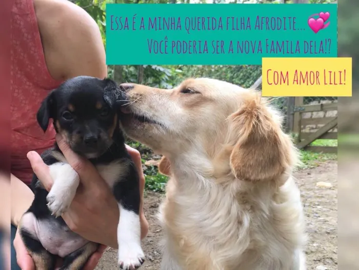 Cachorro ra a Sem Raça Definida idade Abaixo de 2 meses nome Afrodite