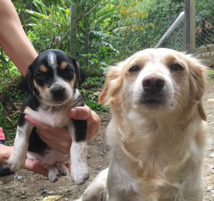 Cachorro ra a Sem Raça Definida idade Abaixo de 2 meses nome Afrodite