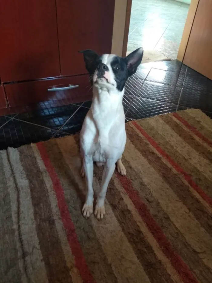Cachorro raça Pitbull com vira lata idade 1 ano nome Spike