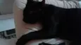 Bat
