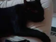 Bat