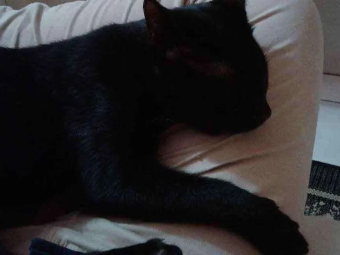 Gato ra a  idade 7 a 11 meses nome Bat