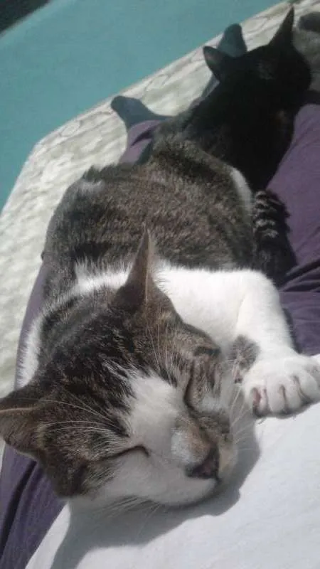 Gato ra a  idade 7 a 11 meses nome Manchinha 