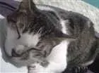 Gato raça  idade 7 a 11 meses nome Manchinha 