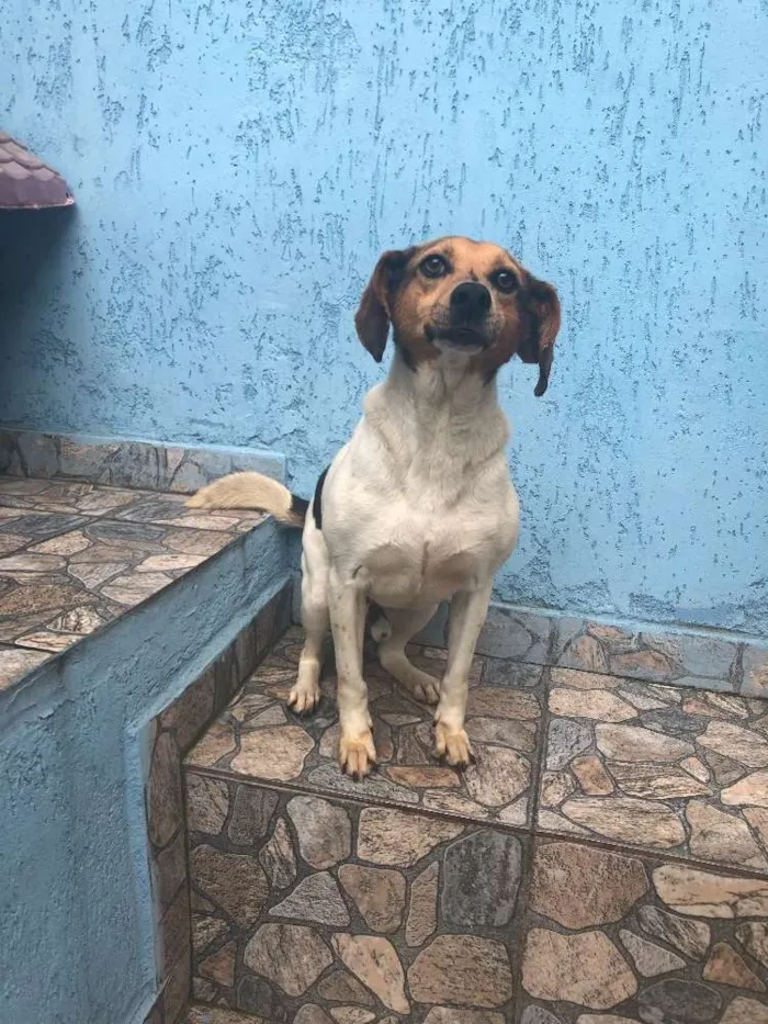Cachorro ra a Sei lá  idade 4 anos nome Aladim