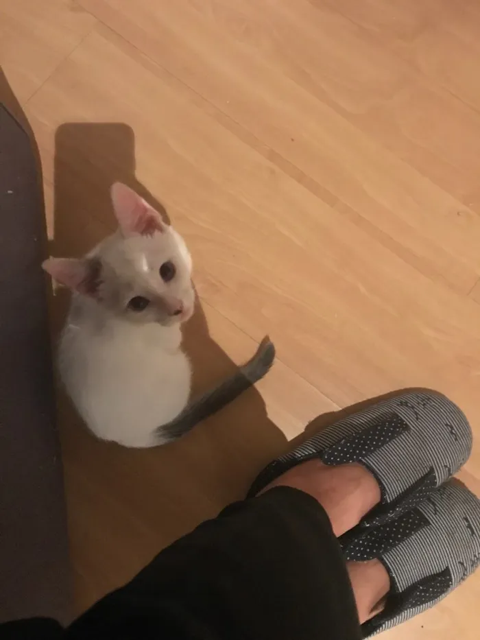 Gato ra a  idade 2 a 6 meses nome Ben