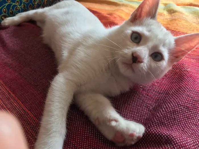 Gato ra a  idade 2 a 6 meses nome Ben