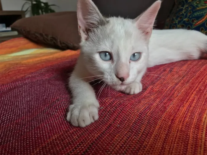 Gato ra a  idade 2 a 6 meses nome Ben