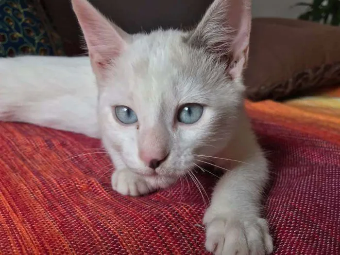 Gato ra a  idade 2 a 6 meses nome Ben