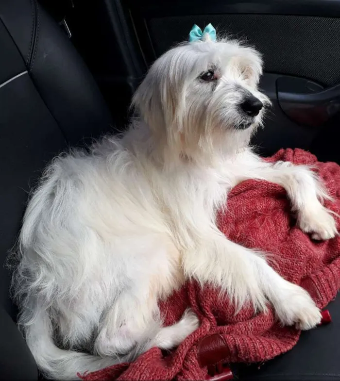Cachorro ra a Srd idade 2 anos nome Mili