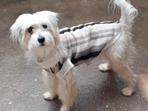 Cachorro raça Srd idade 2 anos nome Mili