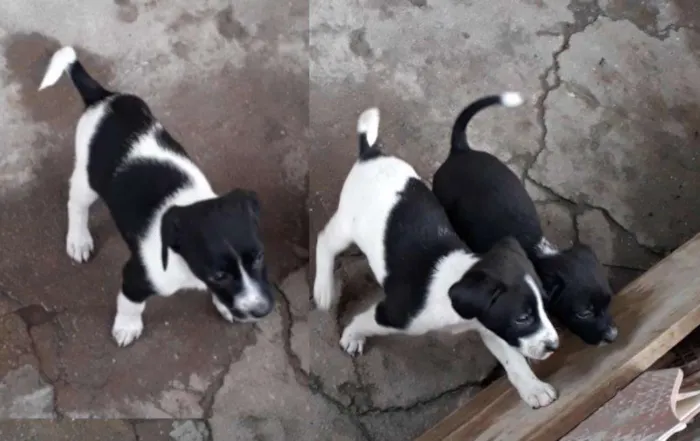 Cachorro ra a Srd idade Abaixo de 2 meses nome S/nome