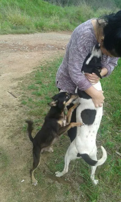 Cachorro ra a Não sei idade 6 ou mais anos nome Teddy/ Pingo