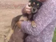 Teddy/ Pingo