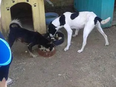 Cachorro ra a Não sei idade 6 ou mais anos nome Teddy/ Pingo