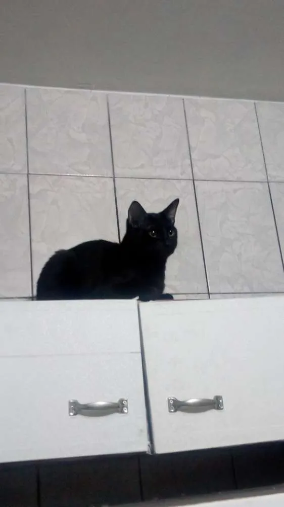 Gato ra a Vira lata idade 1 ano nome Bruce