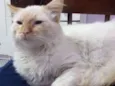 Kristofferson