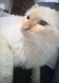 Kristofferson