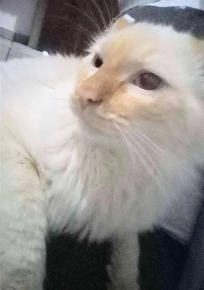 Gato ra a Vira lata idade 1 ano nome Kristofferson