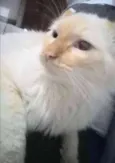 Kristofferson