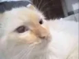 Kristofferson