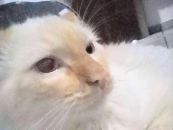 Gato ra a Vira lata idade 1 ano nome Kristofferson