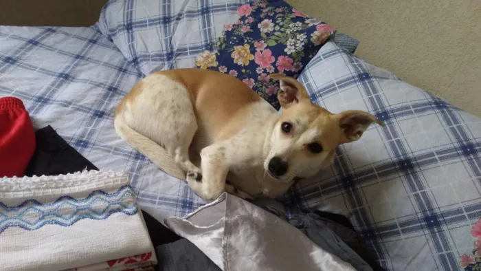 Cachorro ra a Srd idade 1 ano nome Monalisa