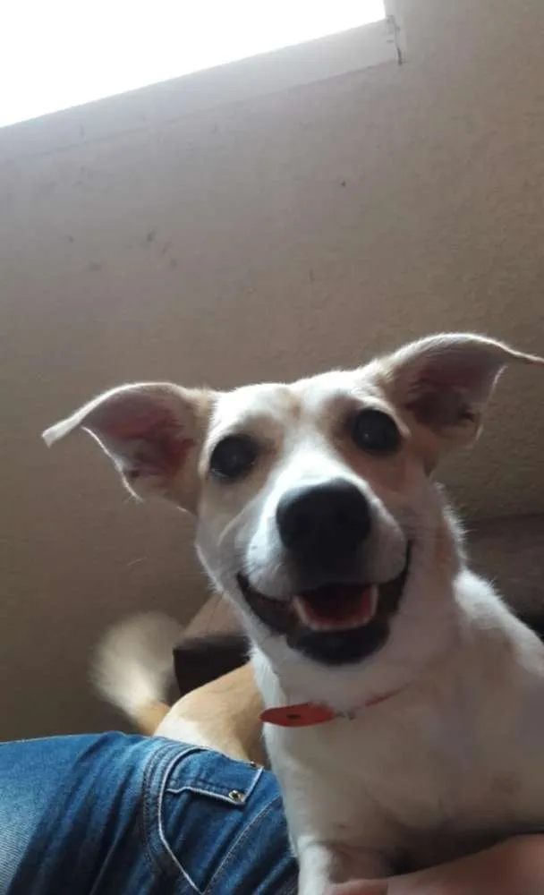 Cachorro ra a Srd idade 1 ano nome Monalisa