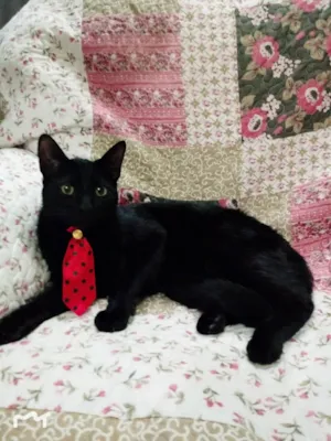 Gato raça SRD idade 2 a 6 meses nome ZION