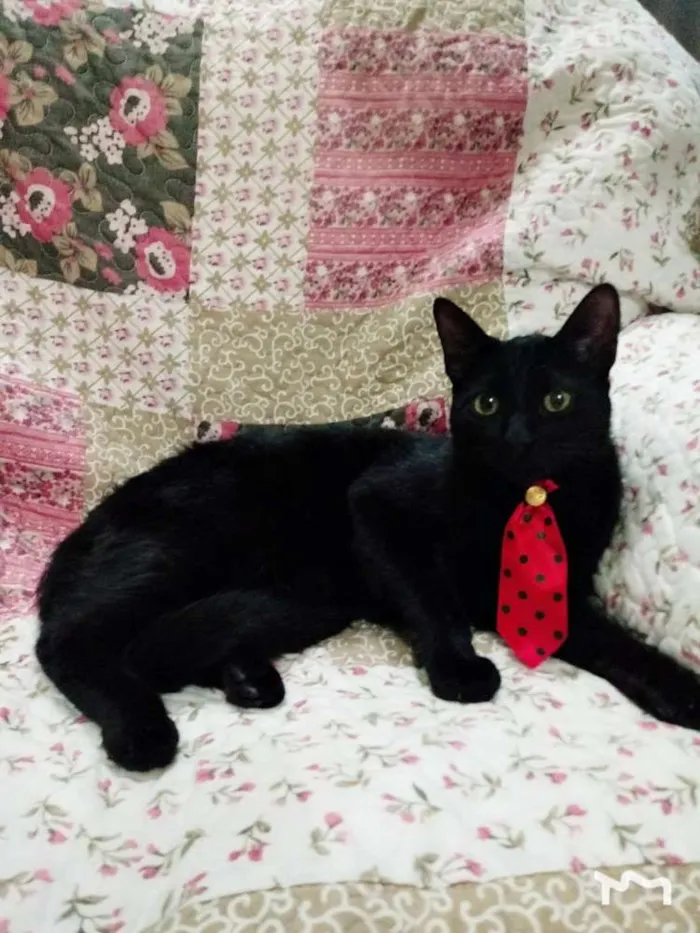 Gato ra a SRD idade 7 a 11 meses nome ZION